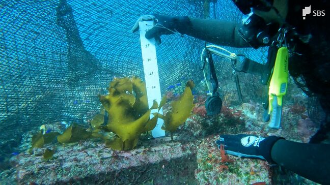 「復活してもらえるなら無償でも」海から海藻が消える"磯焼け"が伊豆半島にも...海の恵み守るため官民連携で『藻場』再生へ【SDGs】|TBS NEWS DIG