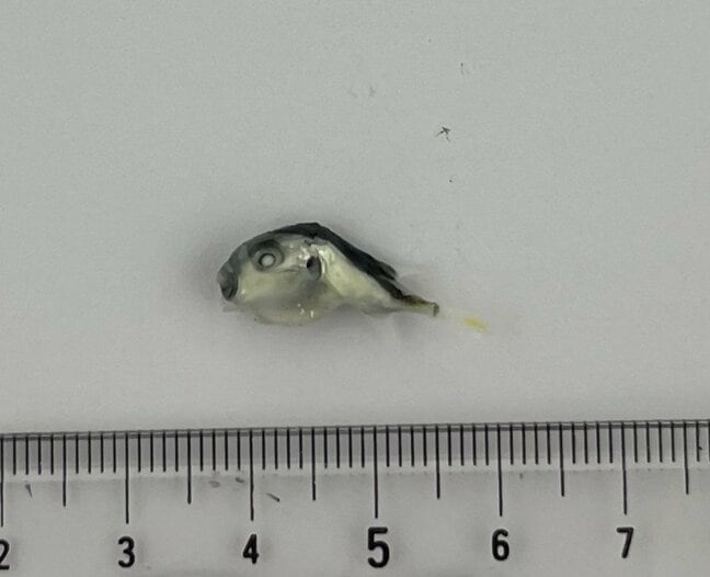 パック詰めの「釜揚げしらす」にフグの稚魚とみられる魚が混入 岐阜県多治見市内のスーパーで販売 今のところ健康被害の報告なし この店舗をはじめ東海地方の全31店舗で販売したパックを自主回収へ|TBS NEWS DIG
