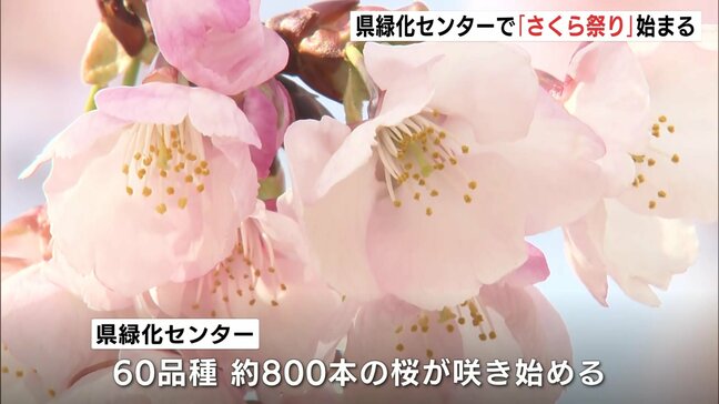 「春の訪れとともに桜を五感で楽しんで」 さくら祭りが始まる 早咲きの河津桜に3月下旬に満開を迎えるソメイヨシノまで 広島|TBS NEWS DIG