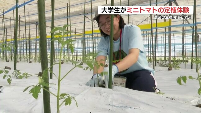 トマトを育てる現場体験 大学生と若手農政局職員が参加 農業の魅力を消費者へ|TBS NEWS DIG