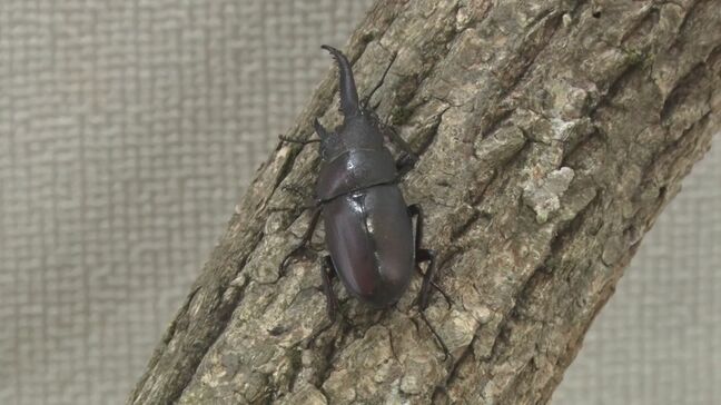 体の右半分は「オス」左半分は「メス」　“ジェンダーレス”なノコギリクワガタ見つかる　数万匹に1匹の確率…珍しい「雌雄モザイク個体」とは？　生殖能力は？|TBS NEWS DIG