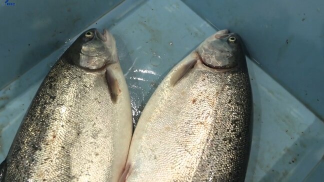 海面養殖によるトラウトサーモンの出荷始まる　岩手・宮古市|TBS NEWS DIG