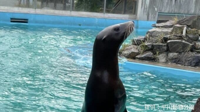 アシカのミコが高知へ“引っ越し”へ　すでに展示終了24日に出発　平川動物公園・鹿児島|TBS NEWS DIG