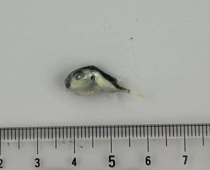 パック詰めの「釜揚げしらす」にフグの稚魚とみられる魚が混入 岐阜県多治見市内のスーパーで販売 今のところ健康被害の報告なし この店舗をはじめ東海地方の全31店舗で販売したパックを自主回収へ|TBS NEWS DIG