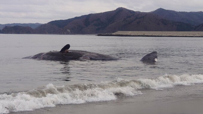 体長15～20ｍ“クジラの死骸”河口に漂着　宮城・石巻市|TBS NEWS DIG