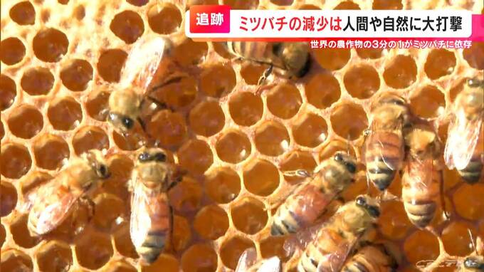 「ことしは半分に」ミツバチが減少？　世界の農作物の3分の1が受粉で依存 大問題だ【大石が聞く】　|　名古屋・愛知・岐阜・三重のニュース【CBC news】 | CBC web