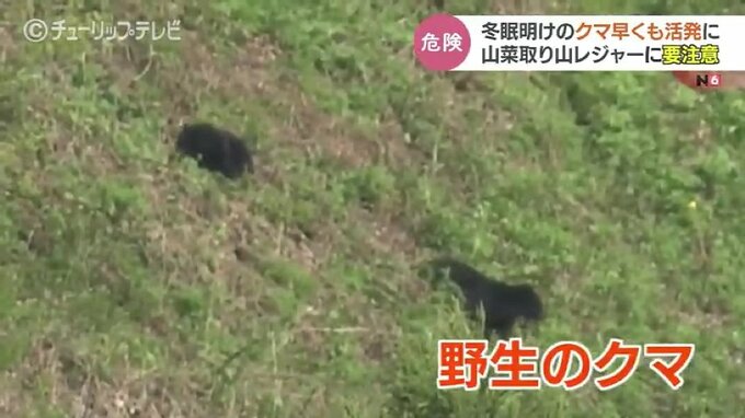 「冬眠明けのクマに注意」今年は早くも活発化 ！富山市でクマ対策会議、関係機関が連携確認　|　富山のニュース｜天気・防災｜チューリップテレビ