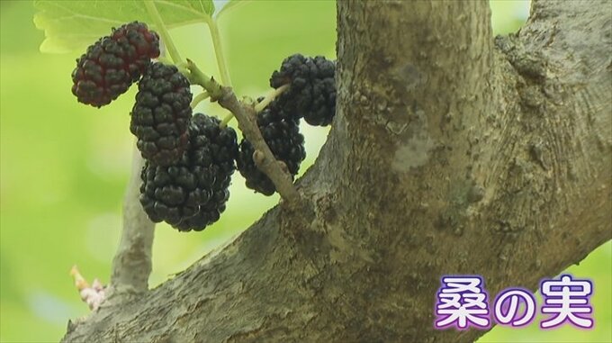 開園！甲斐市の名産「桑の実」摘み観光　　甲斐市大垈・登美農園　|　山梨のニュース | ＵＴＹテレビ山梨
