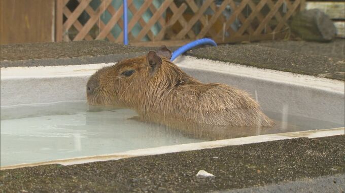 再び寒波到来　山陰は２９日夕方にかけ山沿いを中心に大雪の恐れも　この冬動物たちは？　次の寒波にも警戒を　|　BSSニュース | BSS山陰放送