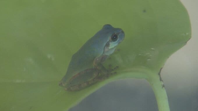 珍しい“青色のカエル”発見 通常は緑色のニホンアマガエル 畑で見つけた夫婦が寄贈 三重･鳥羽水族館で展示|TBS NEWS DIG