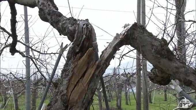 大雪被害を受けた青森県内のリンゴ生産者を応援　東京の会社が野菜や果物のセットを販売して集めた支援金を贈る|TBS NEWS DIG