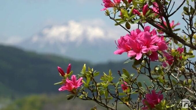 茶臼山公園のツツジ見ごろ　岩木山と街並み背景に　青森県大鰐町|TBS NEWS DIG