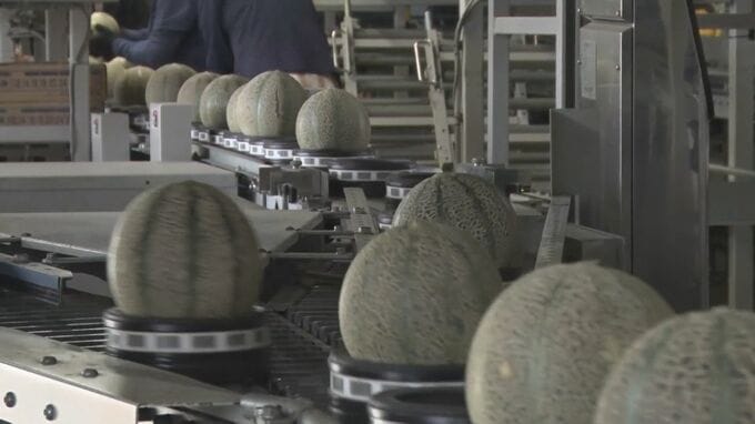 「ひとくちで濃い　ふたくちで恋」特産のアムスメロン出荷続く　島根県益田市|TBS NEWS DIG
