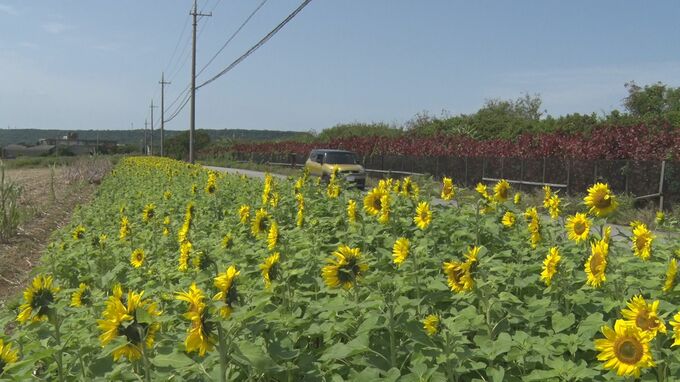 地域住民が植えたヒマワリが満開  伊計島のフラワーロード　うるま市|TBS NEWS DIG