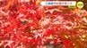 秋深まり紅葉が見ごろ「グリーンから黄色 コントラストがいい」 広島･三原市「三景園」　|　RCC NEWS | 広島ニュース | RCC中国放送