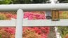 真っ赤に“燃ゆる春”　七戸町の天王神社で約500本のヤマツツジが見頃に　青空とのコントラスト　色鮮やかな春景色に「今年もよく咲いている」「花のトンネルがすてき」　|　青森のニュース│ATV NEWS│青森テレビ