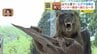 【ヒグマSOS】250キロ超の“メタボヒグマ”も出現　北海道で急増するクマ被害、新時代の『ハンタービジネス』とは？　|　北海道のニュース｜HBC北海道放送