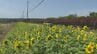 地域住民が植えたヒマワリが満開  伊計島のフラワーロード　うるま市　|　沖縄のニュース｜RBC 琉球放送