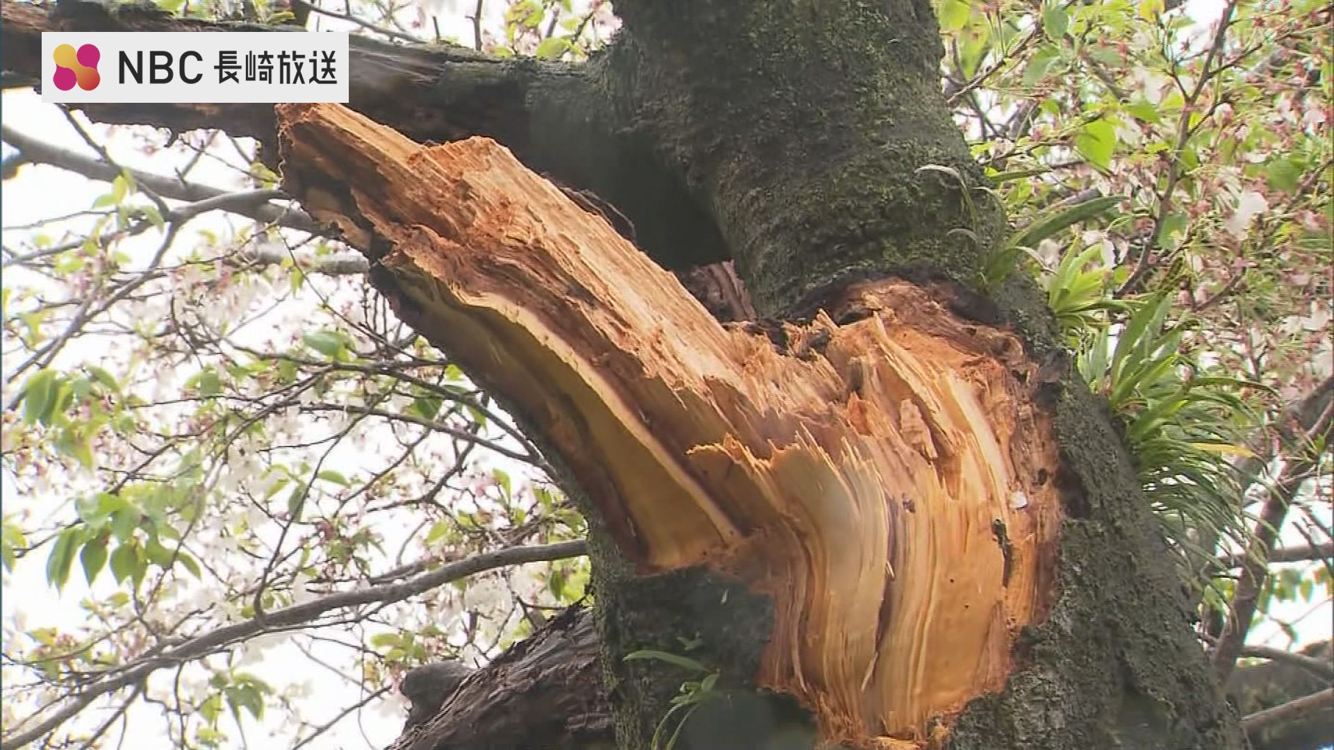 お城の桜が枝折れ強い風・雨の影響 海の便も一部欠航 | 長崎の