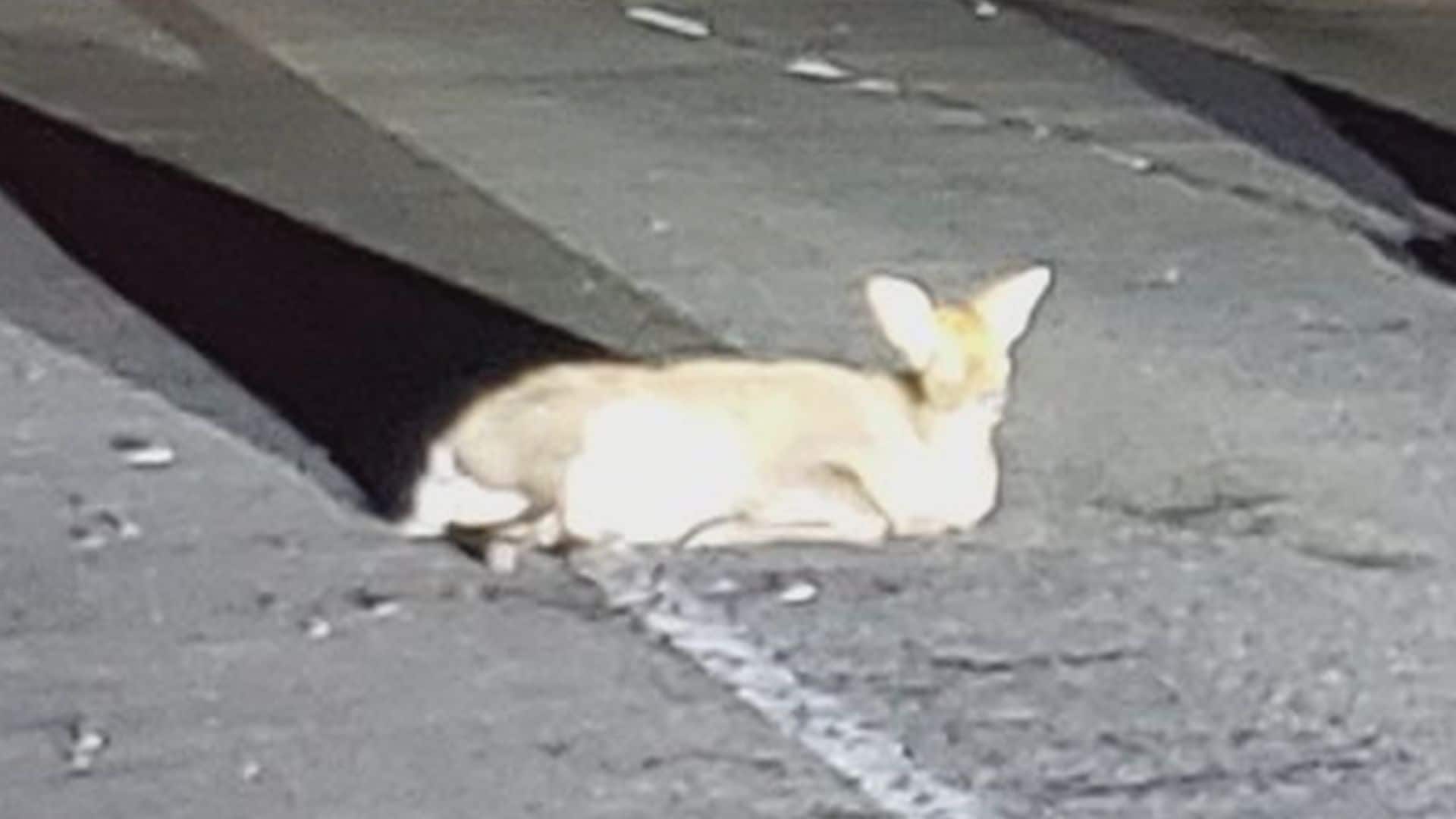 深夜の国道でシカ3頭はねられる 生き残った1頭は寂しげな様子で…富山