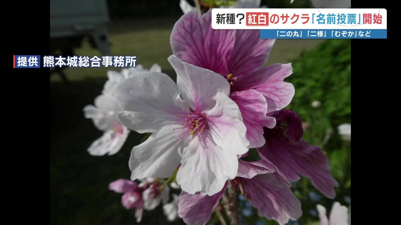 あなたも〝新種〟のサクラの名付け親？ 熊本城で見つかった「紅白の