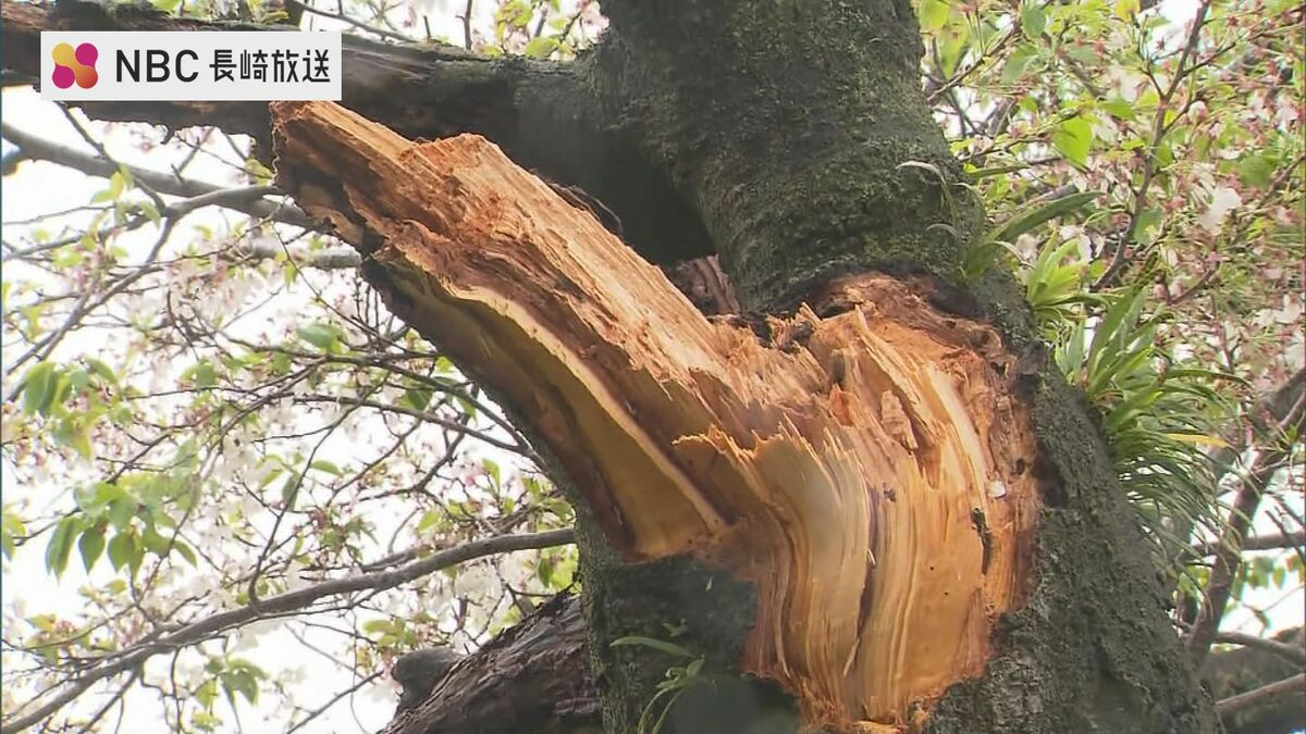 お城の桜が枝折れ強い風・雨の影響 海の便も一部欠航 | 長崎の