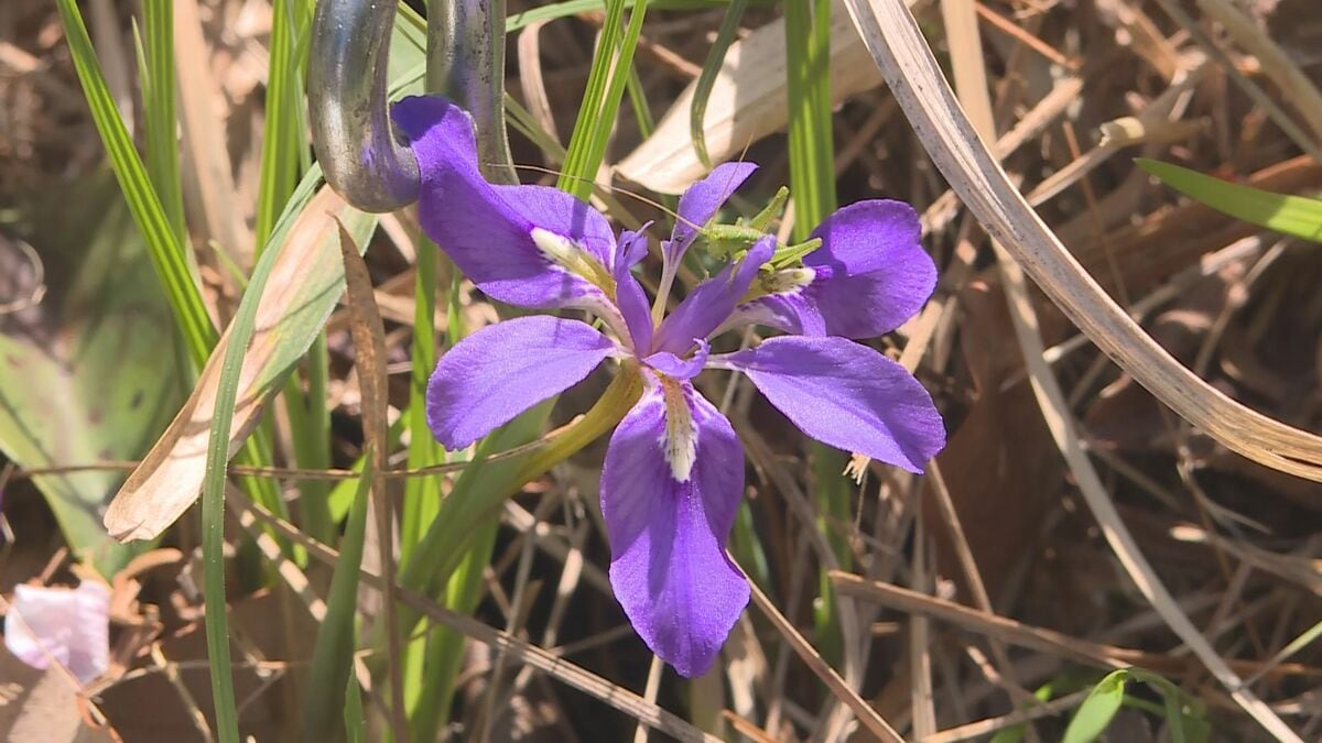 青紫のかれんな花「エヒメアヤメ」が見頃 ふだんは入れない保護地域で