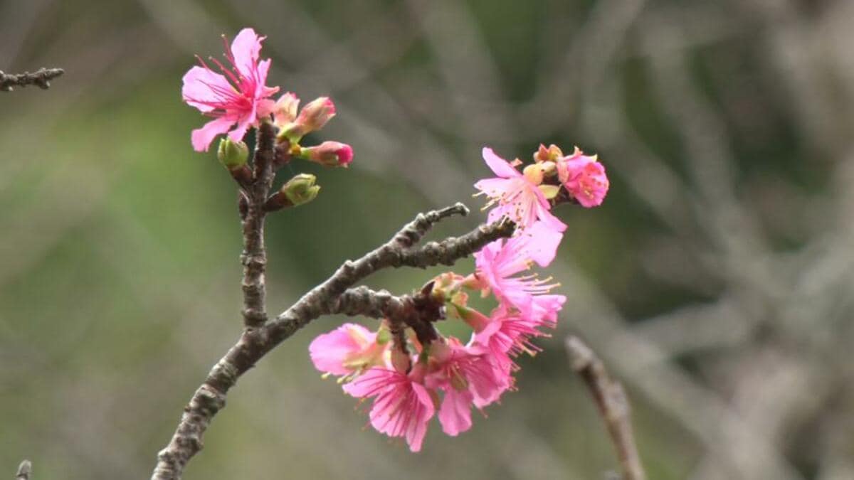 ムーチービーサ」で桜ほころぶ 普天間川沿いにカンヒザクラ | TBS NEWS DIG