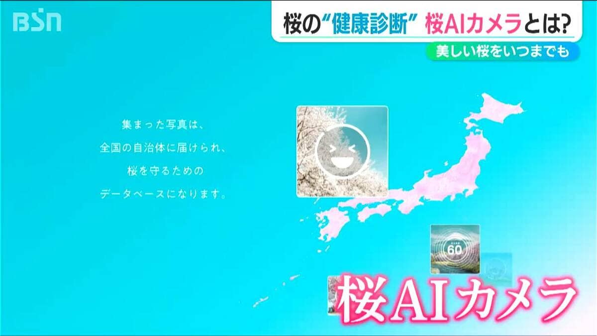80回目の「分水おいらん道中」も楽しめる今が見頃の『大河津分水桜並木