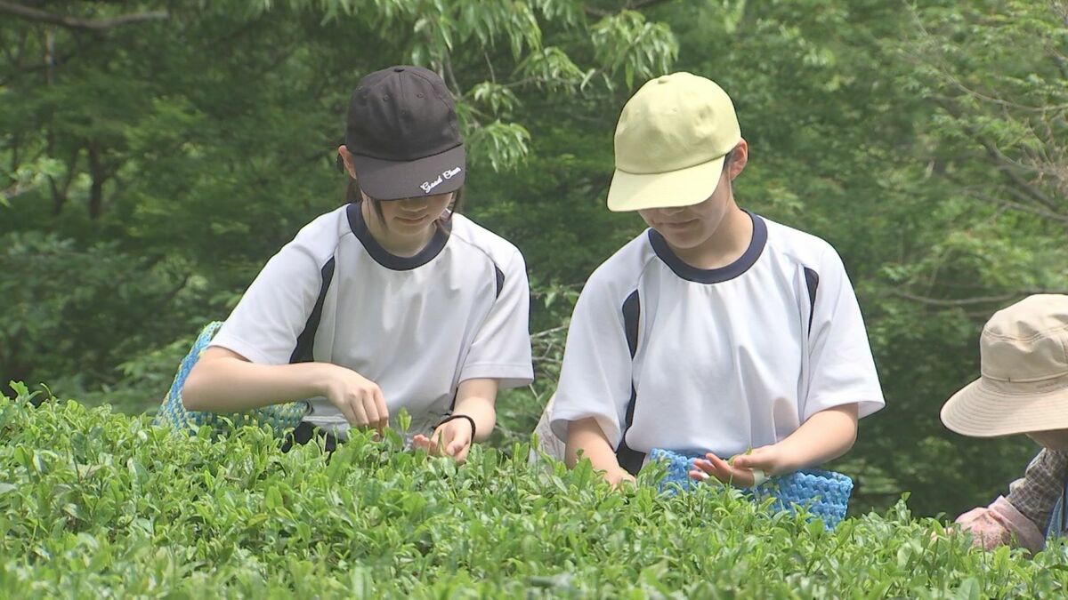 中学生が地元特産の茶摘み体験　大分・佐伯市