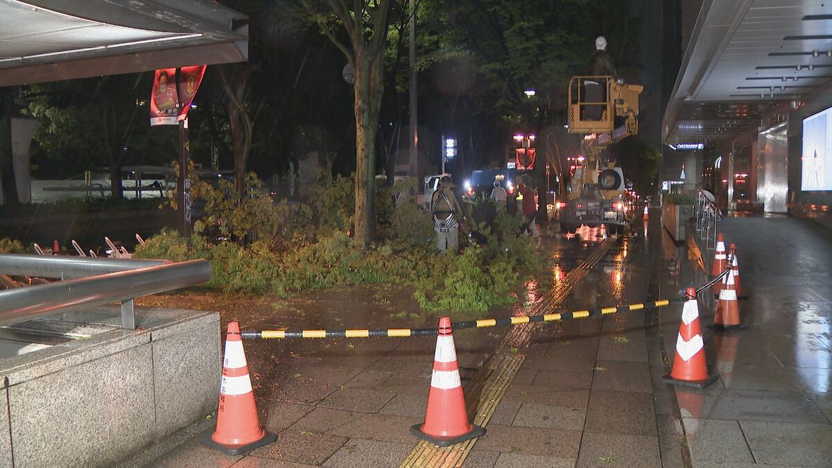 名古屋･栄で街路樹が倒れる 樹木医｢根元の腐食が原因か｣ 30年ほど前に植えられた約15ｍの｢けやき｣
