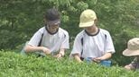 「キンキンに冷やして飲みたい」小中学生が特産・因尾茶の摘み取りに笑顔　大分・佐伯市|TBS NEWS DIG