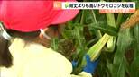 「下にポキッと折るの、かんたん」トウモロコシの収穫です しかもメロンのように甘い 宮城・大河原町|TBS NEWS DIG