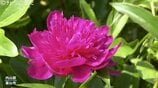 シャクヤクが見頃!豪農の邸宅として知られる内山邸 初夏を彩る花と梅の実り 富山 | 富山のニュース|天気・防災|チューリップテレビ