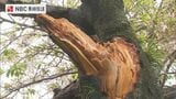 お城の桜が枝折れ...強い風・雨の影響　海の便も一部欠航|TBS NEWS DIG
