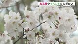 「きれい きれいの一言」開花宣言後初めての週末　動植物園でさくらまつり　|　熊本のニュース｜RKK NEWS｜RKK熊本放送