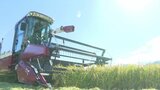 新米の季節 稲刈りスタート… 「ななつぼし」…天候に恵まれ生育順調、9月下旬店頭へ 北海道新十津川町 | 北海道のニュース|HBC北海道放送