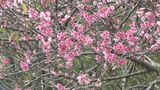 「ひとあし、お咲に」もとぶ八重岳桜まつり始まる 見ごろは今月末から来月上旬の見通し|TBS NEWS DIG