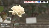 バラを紹介するプレート　107枚が折られるなど被害　警察が捜査　|　RCC NEWS | 広島ニュース | RCC中国放送