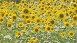 ヒマワリ2万5000株 太陽の日差し浴びて元気よく咲き誇る 耕作放棄地活用し景観と環境の保全に＝静岡・沼津市|TBS NEWS DIG