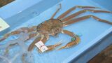 ズワイガニ初競りで「1匹300万円」 石川県産の最高級ブランド「輝」　|　石川県のニュース｜MRO北陸放送