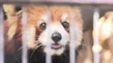 人気者のレッサーパンダ「杏香」あと1か月でお別れ　ありがとう、いってらっしゃいで会いに来て！　熊本市動植物園　　|　熊本のニュース｜RKK NEWS｜RKK熊本放送