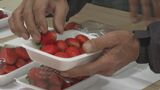 「例年通りの味」いちごの目合わせ会　山口・下関　|　山口のニュース・天気・防災｜tys NEWS｜ｔｙｓテレビ山口