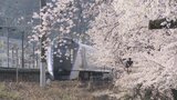 電車との共演で知られる「甚六桜」 大勢の人がベストショットを狙う 山梨・甲州市 | 山梨のニュース | UTYテレビ山梨