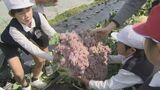 瀬戸内のイタリア?!児童は「カリフローレ」をどう食べたのか? 山口県平生町|TBS NEWS DIG