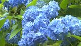 梅雨を彩る花々が出迎え 「みちのくあじさい園」が開園 岩手・一関市|TBS NEWS DIG