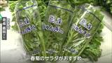 「春菊の収穫」東北一の産地“宮城・亘理町”で最盛期「サラダがお勧めでございます」 | 宮城のニュース│tbc NEWS│tbc東北放送