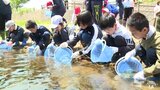 アユ稚魚放流「大きくなり戻るのが楽しみ」風間浦の小学生が故郷の自然を守る|TBS NEWS DIG