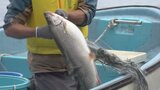 生態系への影響懸念「ここで食い止めるように」大型外来魚・レイクトラウトを捕獲調査　本栖湖　|　山梨のニュース | ＵＴＹテレビ山梨