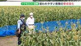 「不審な車にはどんどん声かけします」相次いだトウモロコシ盗難 収穫前に夜間の警戒強化(静岡県) | 静岡のニュース | SBSNEWS | 静岡放送